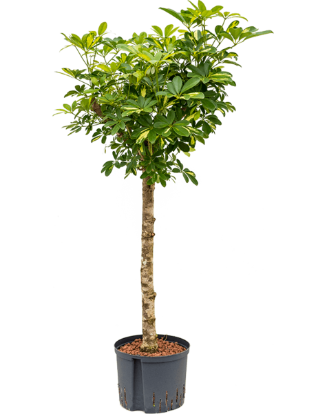 Hydroplant Schefflera