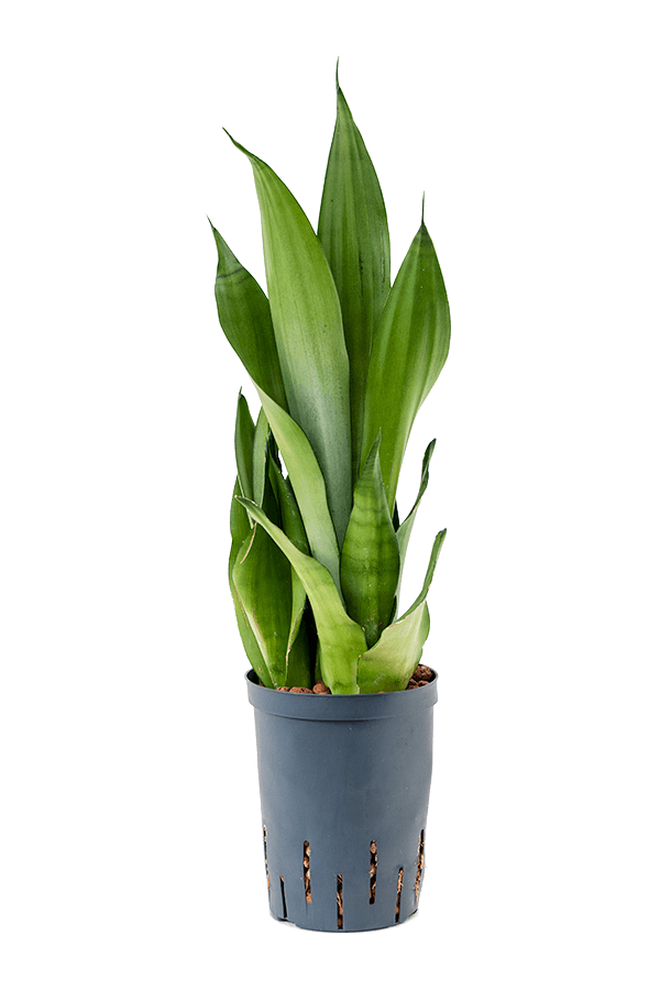 Hydroplant Sansevieria Trifasciata Moonshine