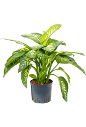 Hydroplante Dieffenbachia Seguine Reeva