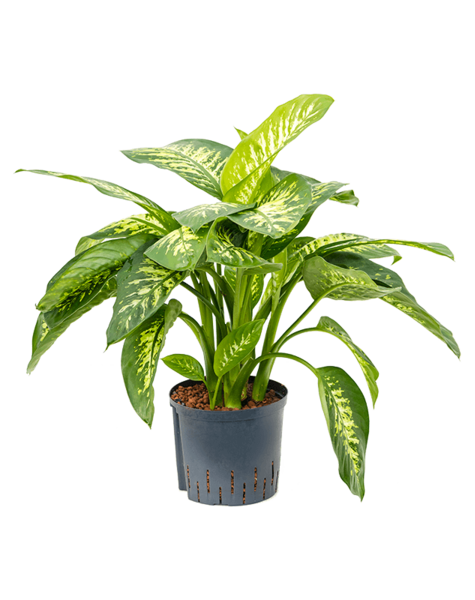 Hydroplante Dieffenbachia