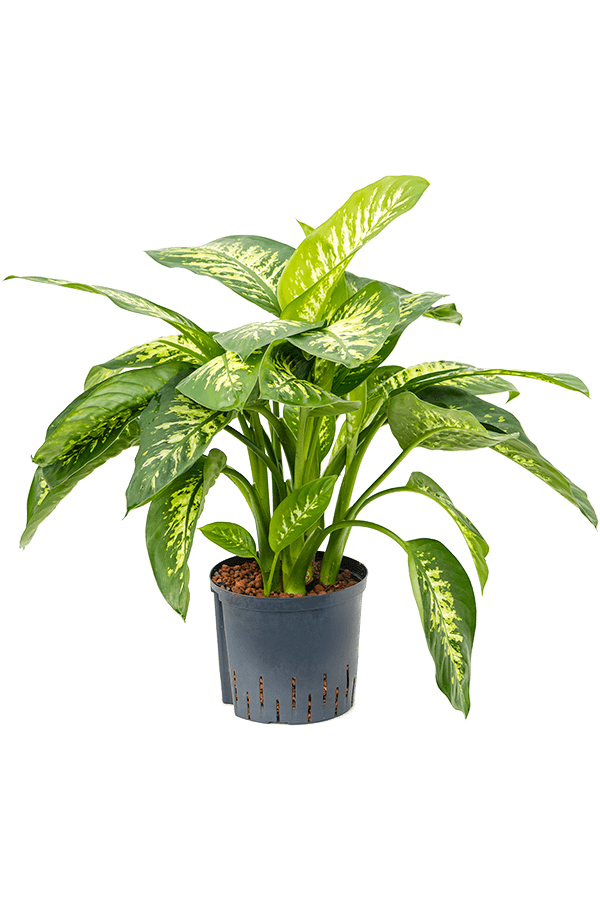 Hydroplante Dieffenbachia Seguine Reeva