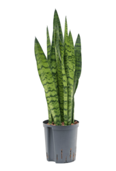 Hydroplant Sansevieria Zeylanica
