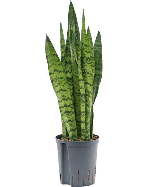 Hydroplante Sansevieria