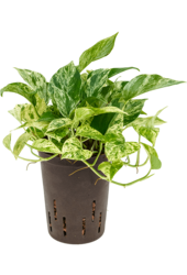 Plante hydroponique Scindapsus (Epipremnum) Marble Queen