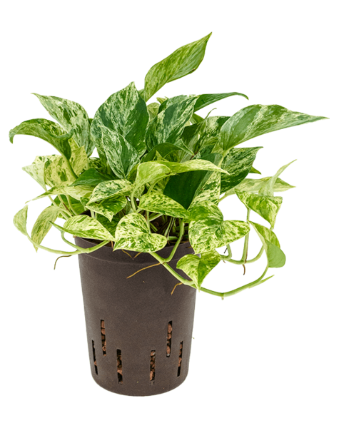 Plante hydroponique Scindapsus