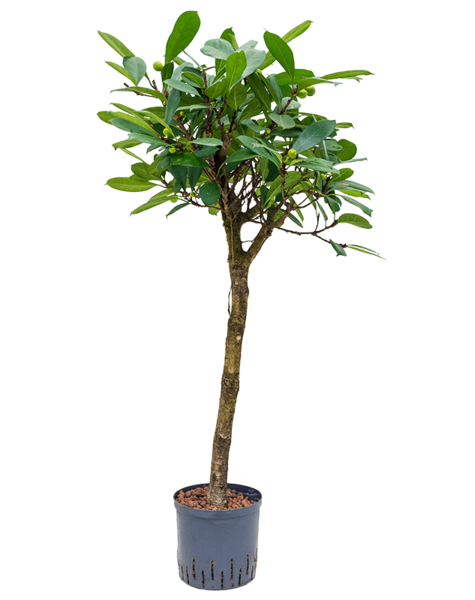 Hydroplante Ficus