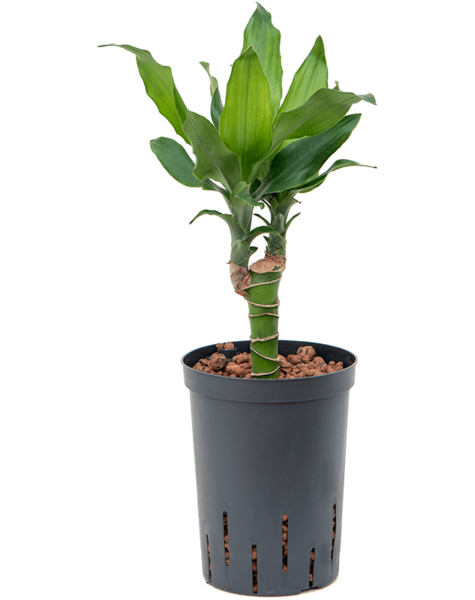 Hydroplante Dracaena