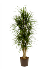 Hydroplant Dracaena Marginata