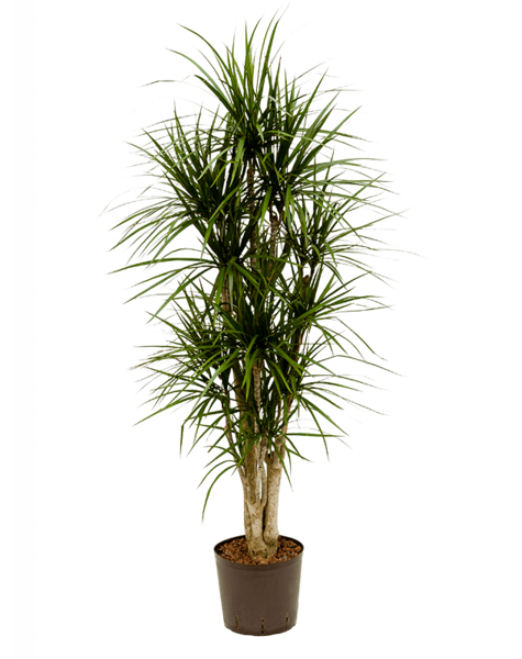 Hydroplante Dracaena