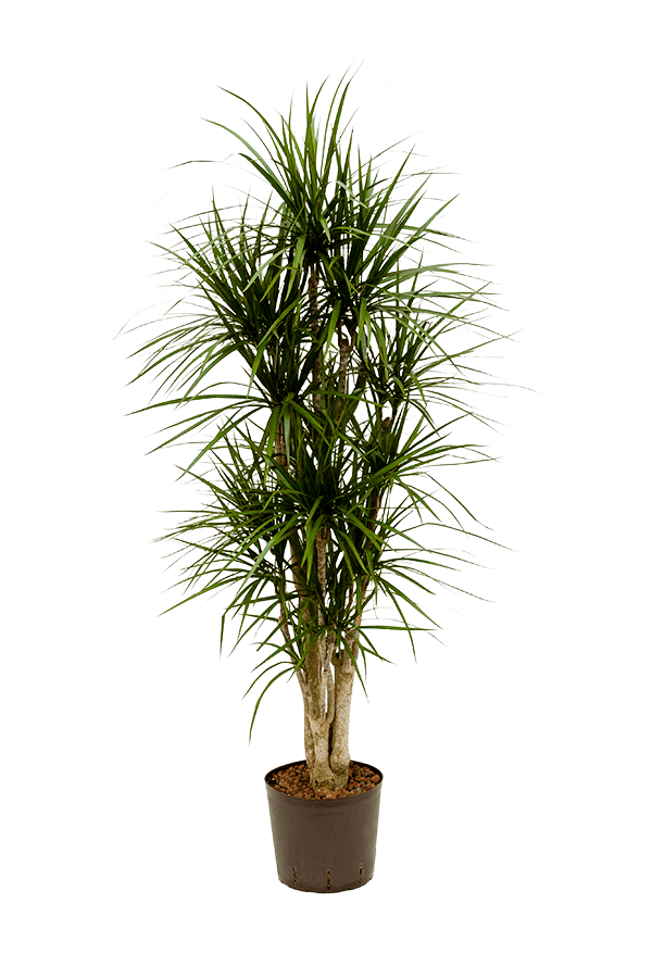 Hydroplant Dracaena Marginata