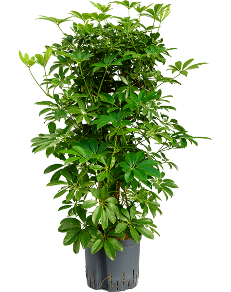 Hydroplant Schefflera