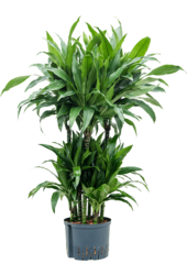 Hydroplant Dracaena Fragrans Janet Craig