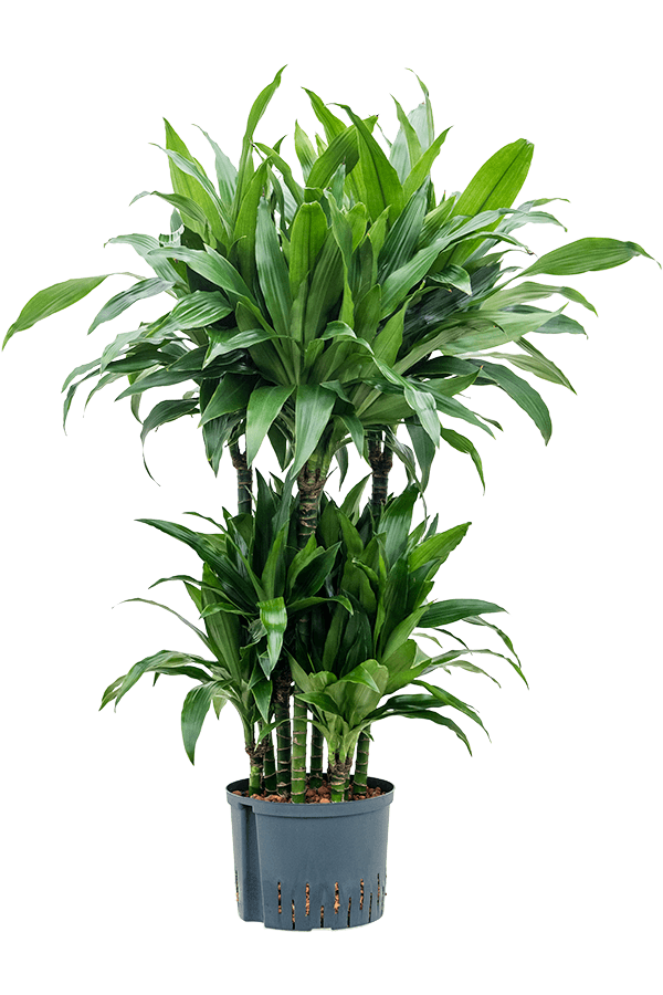 Hydroplant Dracaena Fragrans Janet Craig