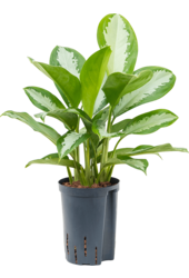Hydroplant Aglaonema Silver Moon