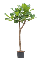 Hydroplant Ficus Lyrata