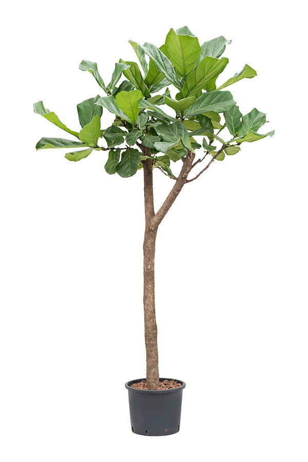 Hydroplant Ficus Lyrata