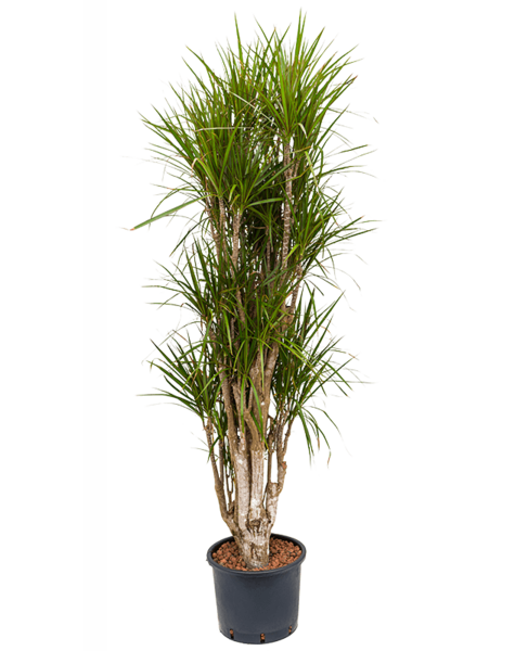 Hydroplant Dracaena