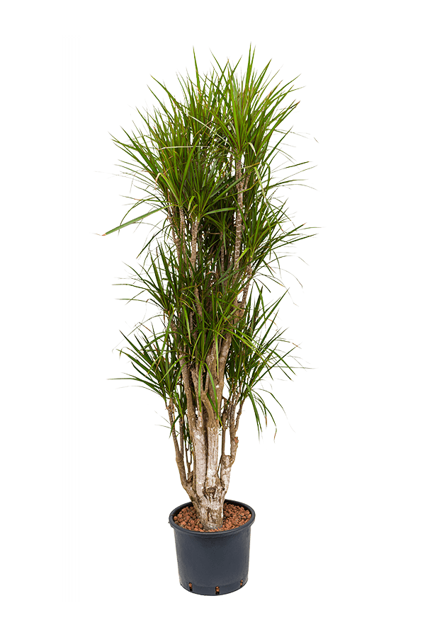 Hydroplant Dracaena Marginata