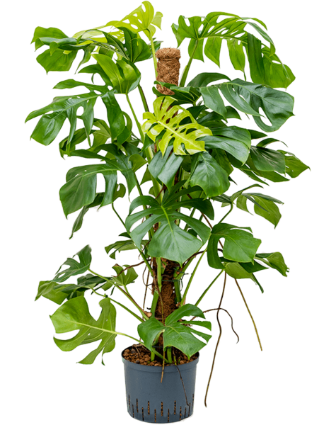 Hydroplante Monstera