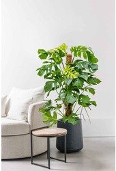 Hydroplante Monstera Deliciosa