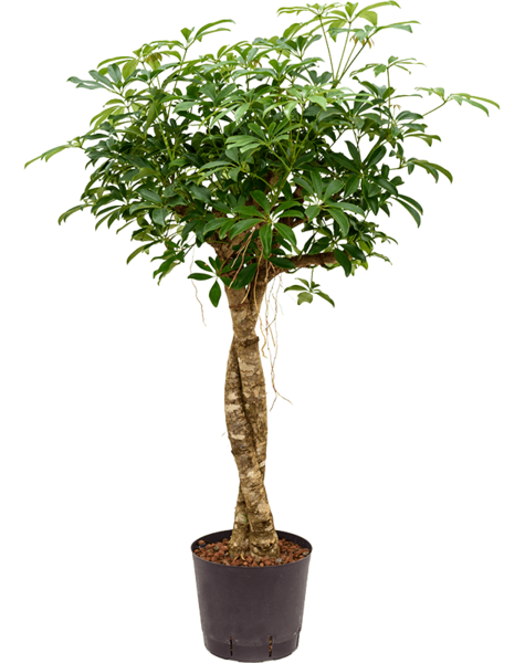 Plante hydroponique Schefflera
