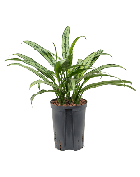 Hydroplante Aglaonema