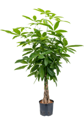 Plante hydroponique Pachira Aquatica