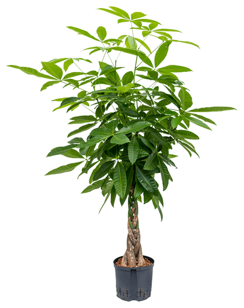 Plante hydroponique Pachira