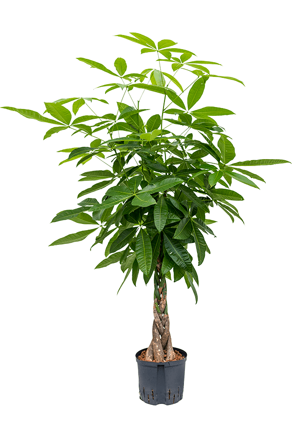Plante hydroponique Pachira Aquatica