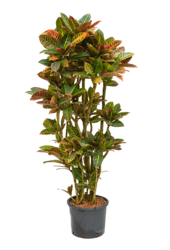 Hydroplante Croton (Codiaeum) Variegatum Petra