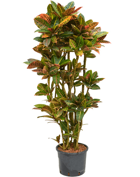 Hydroplante Croton
