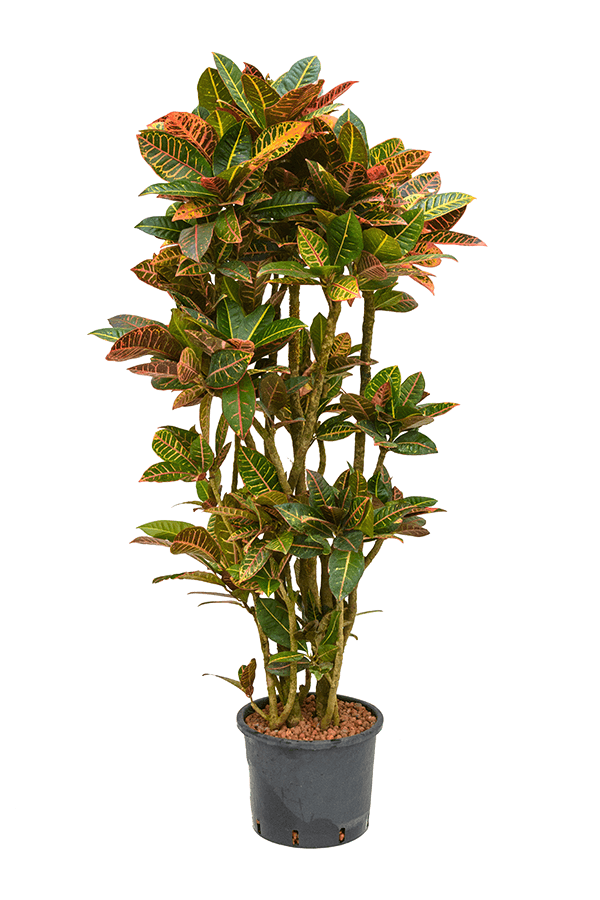 Hydroplante Croton (Codiaeum) Variegatum Petra