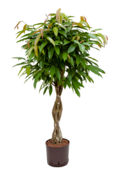 Hydroplant Ficus Binnendijkii Amstel King