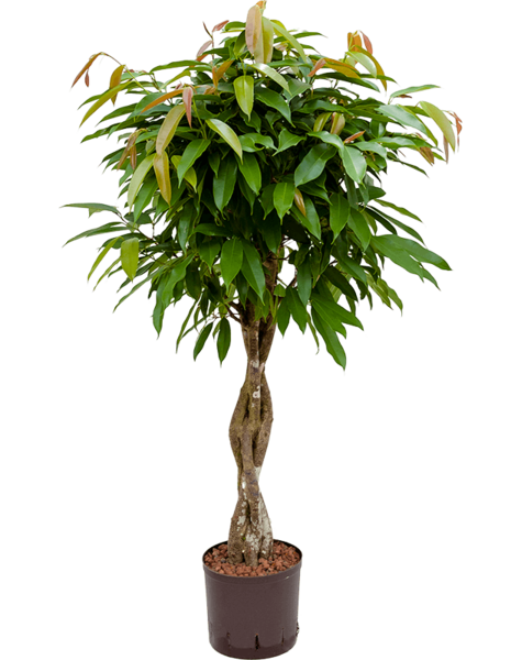 Hydroplant Ficus