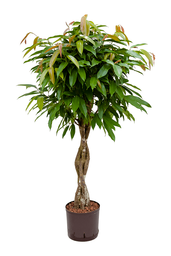 Hydroplant Ficus Binnendijkii Amstel King