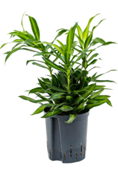 Hydroculture Pleomele (Dracaena) Reflexa Song Of Jamaica