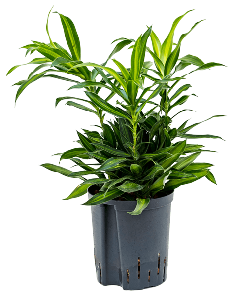 Hydroculture Pleomele