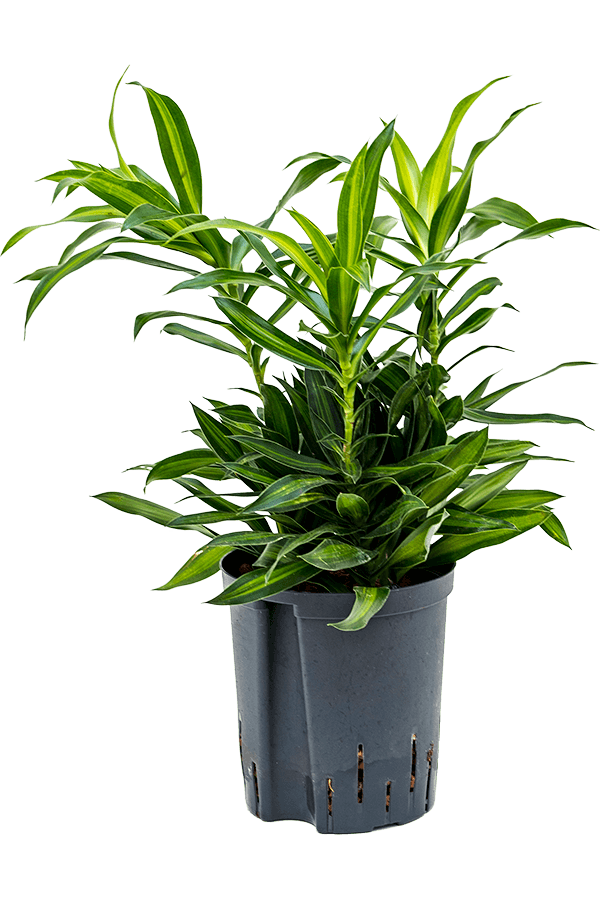 Hydroculture Pleomele (Dracaena) Reflexa Song Of Jamaica