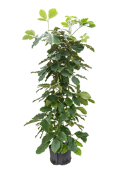 Hydroplant Tetrastigma Voinierianum