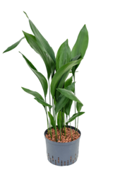 Hydroplante Aspidistra Elatior