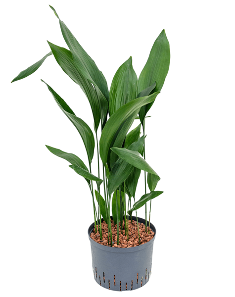 Hydroplant Aspidistra