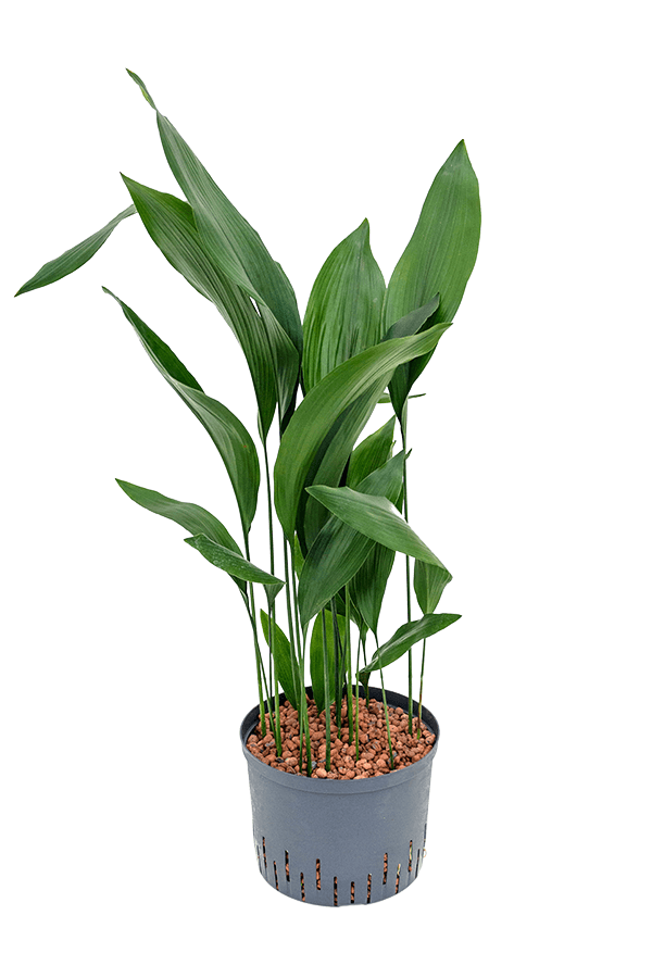 Hydroplante Aspidistra Elatior