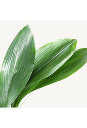 Hydroplante Aspidistra Elatior