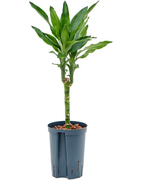 Hydroplante Dracaena