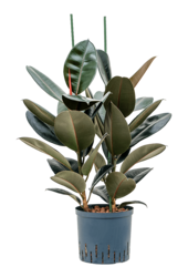 Hydroplante Ficus Elastica Abidjan