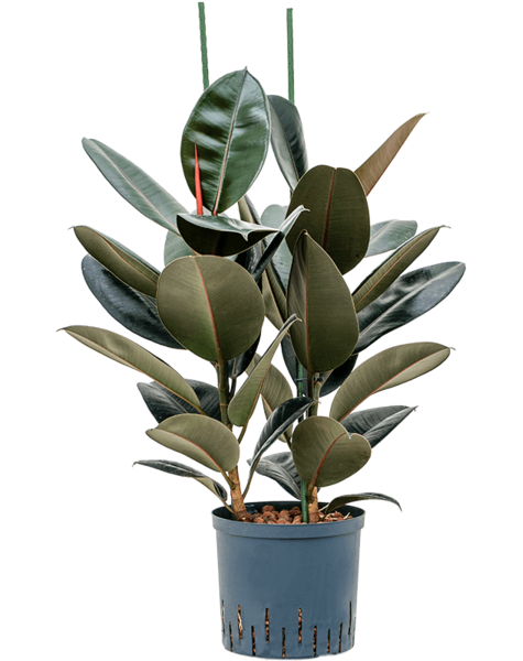 Hydroplante Ficus
