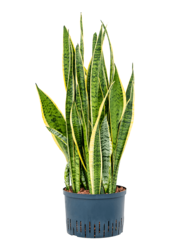 Hydroplant Sansevieria Trifasciata Laurentii