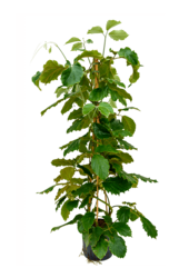 Hydroplante Tetrastigma Voinierianum