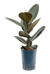 Hydroplant Ficus Elastica Abidjan