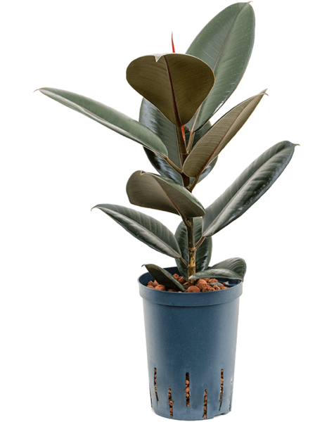 Hydroplant Ficus
